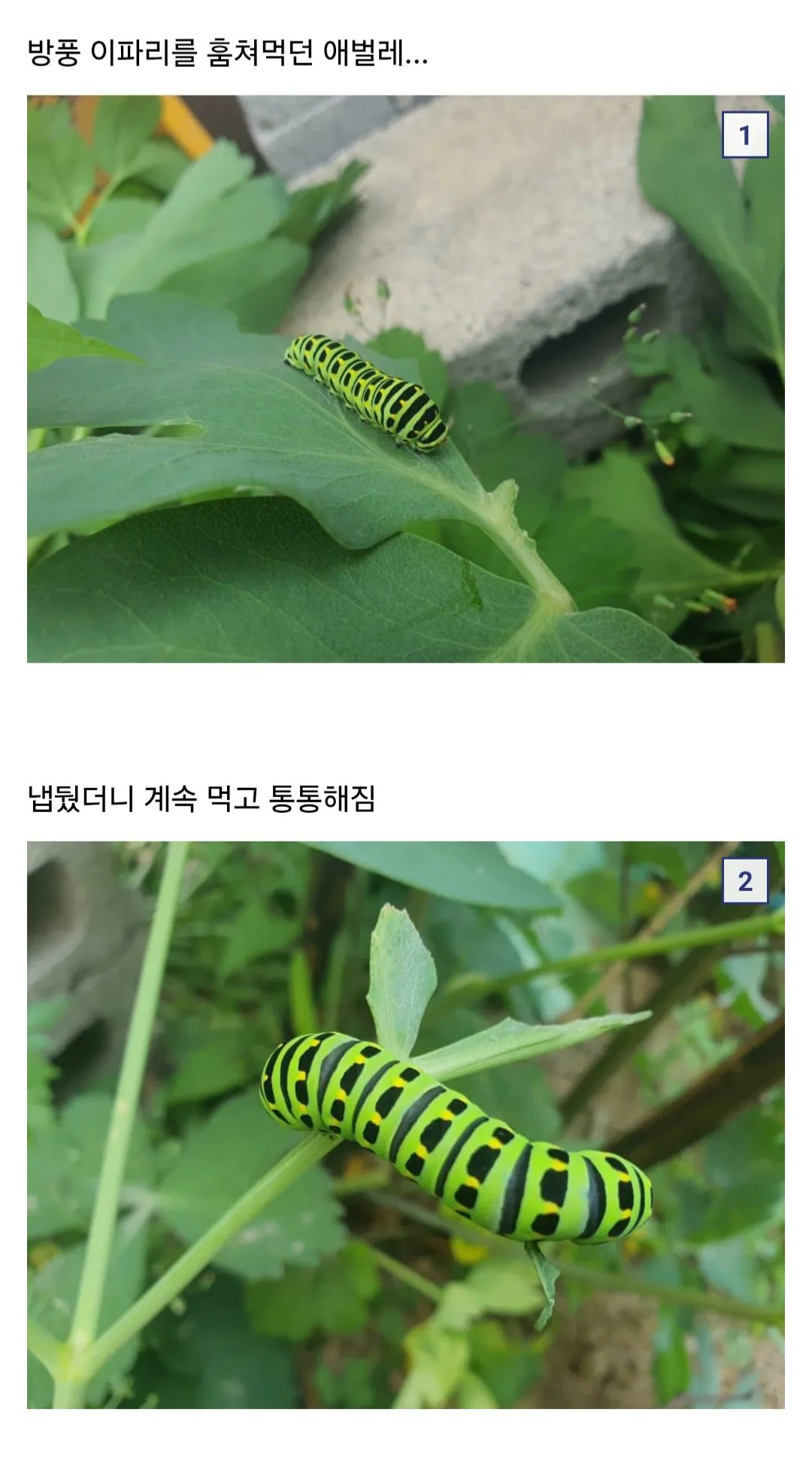01 Browser.jpg 애벌레 잡아서 나비까지 키운 사람 ㄷㄷ