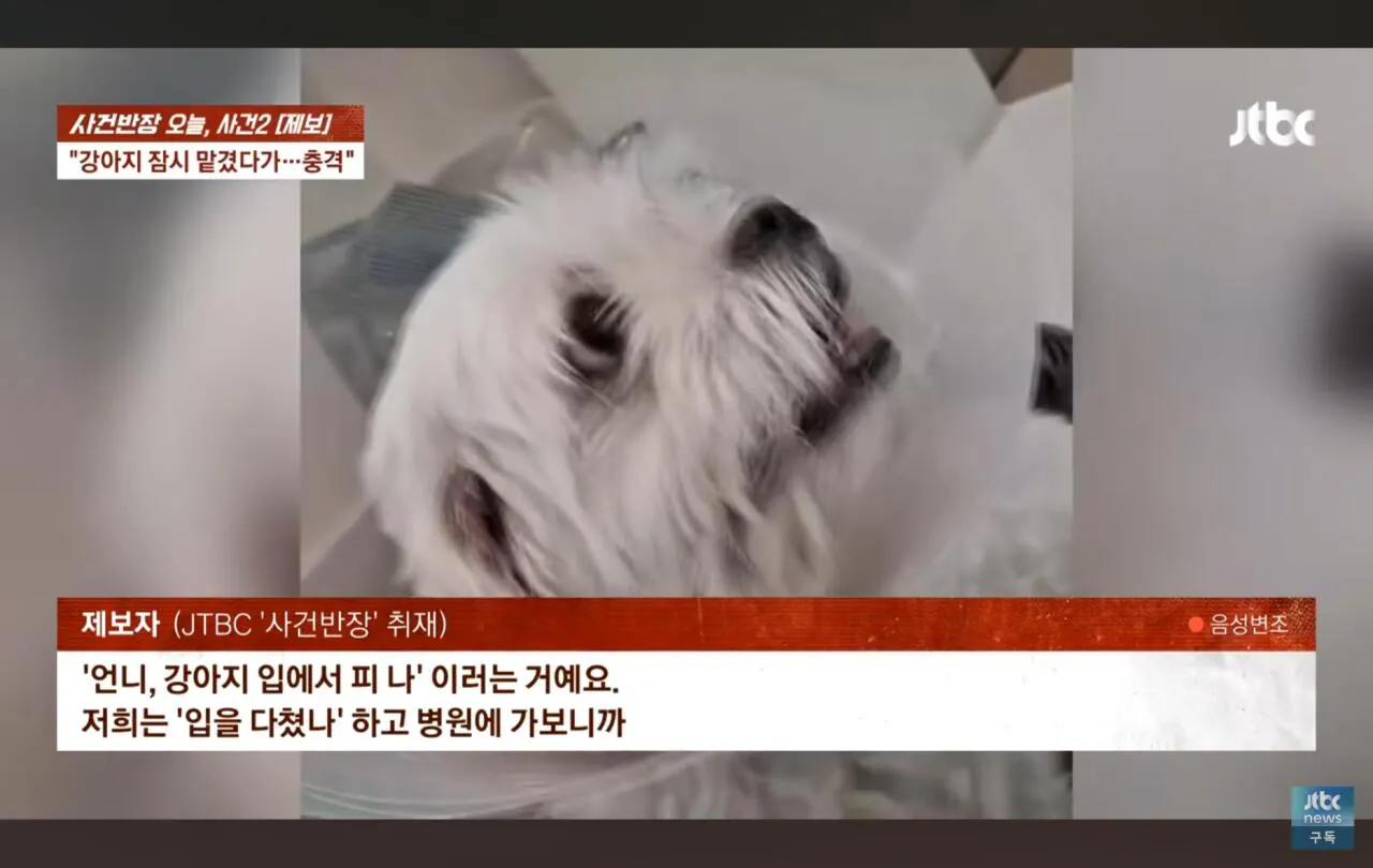 Screenshot_20261022_112405_YouTube.jpg 애견폭행영상주의) 사건반장에 나온 이웃 강아지 학대한 레전드 싸이코패스 ㄷㄷㄷ