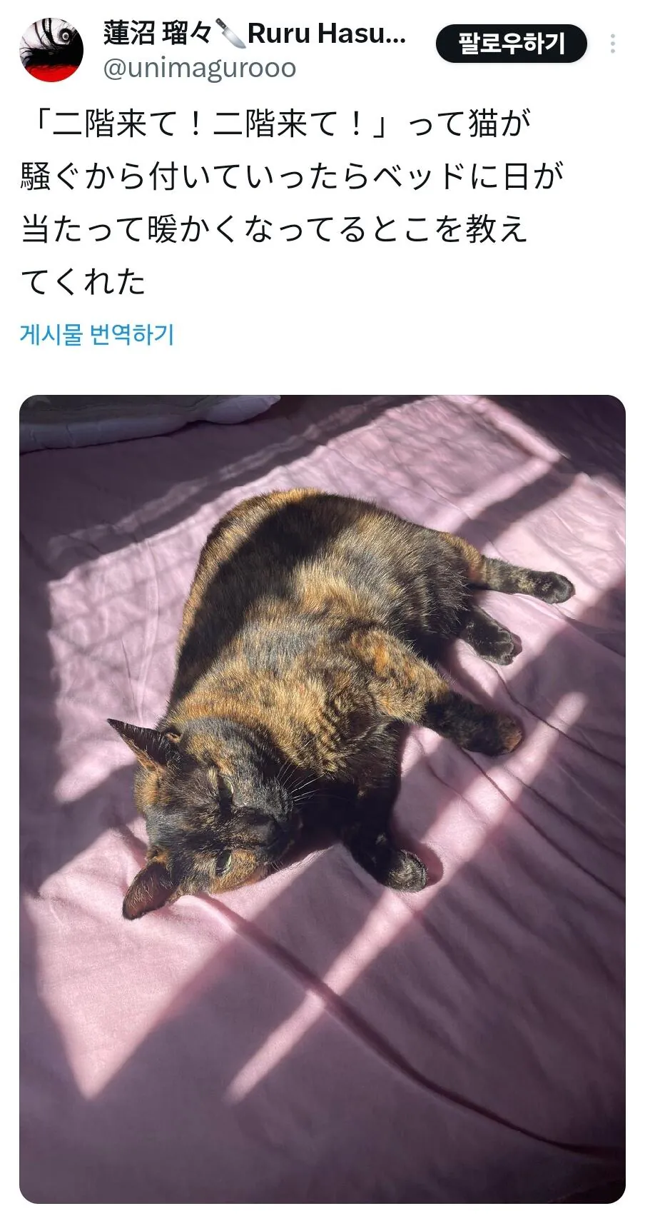 2.jpg 고양이가 2층으로 오라고 난리친 이유.jpg
