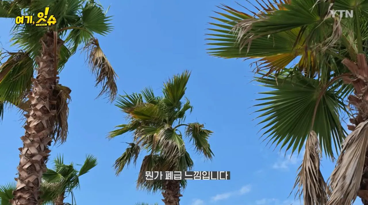 섬 박람회를 직접 가보니 화가 난다는 기자 ㄷㄷ