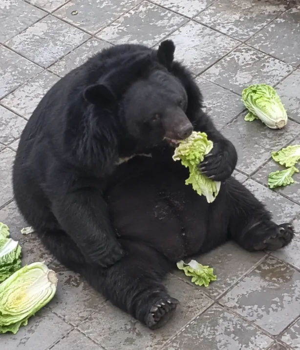image.png 사료비 감당 못해 관람객 먹이 허용한 동물원의 최후.jpg
