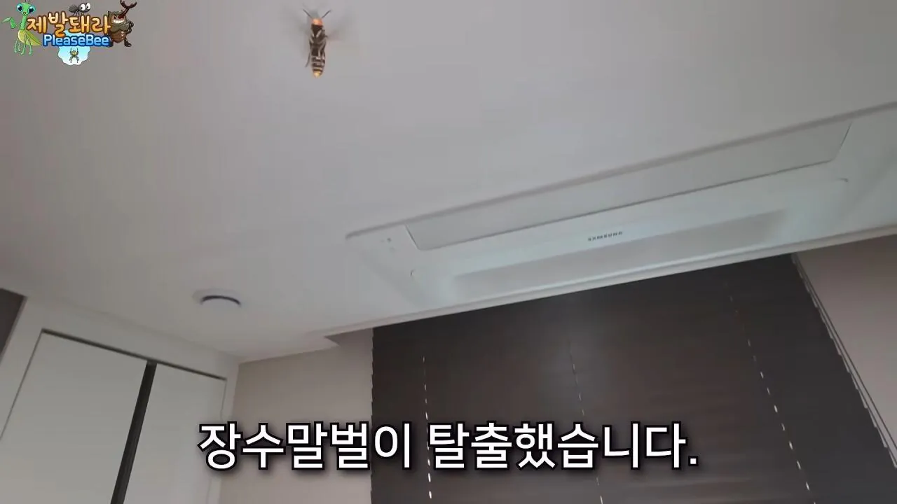 r12.jpg 장수말벌 여왕벌 크기