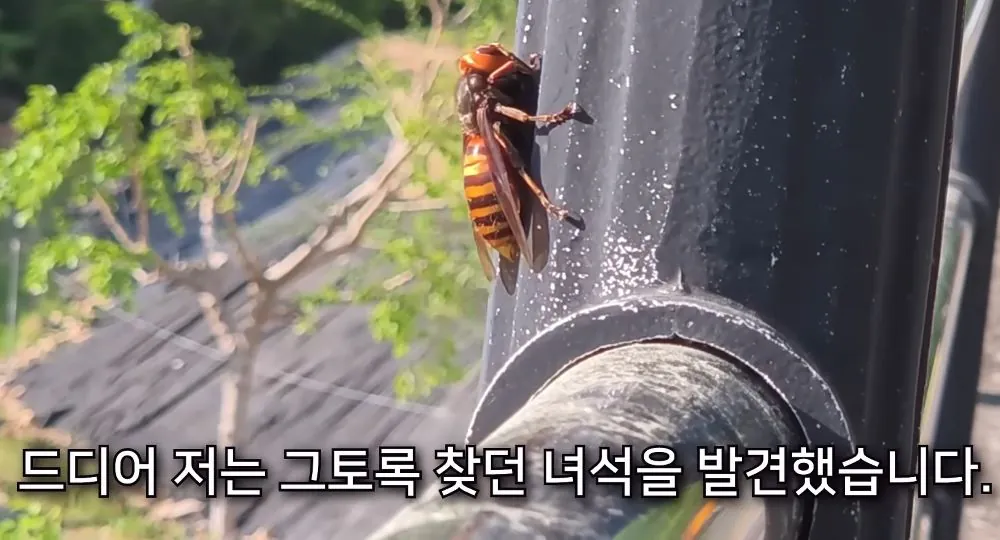 r1.jpg 장수말벌 여왕벌 크기