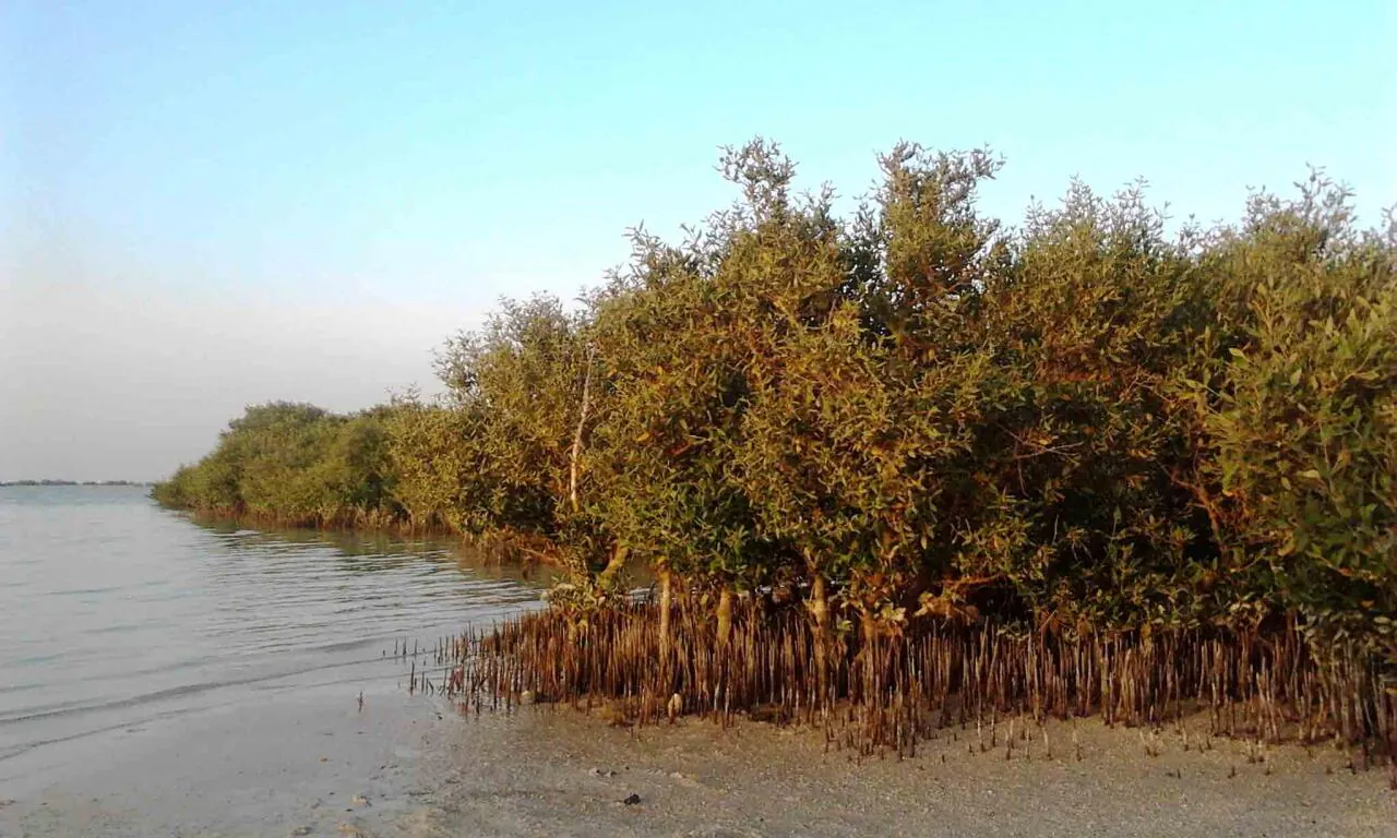 mangrove-dakhira-qatar.jpg 에덴동산은 신화가 아니라 실재했다?! 성서 지도에 감춰진 결정적 증거
