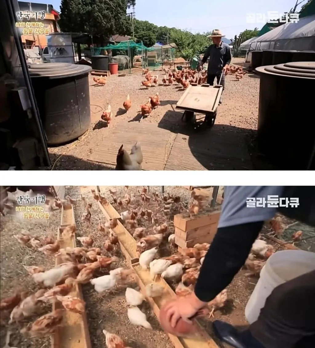 백숙집 차리려고 닭 키우기 시작한 부부의 최후