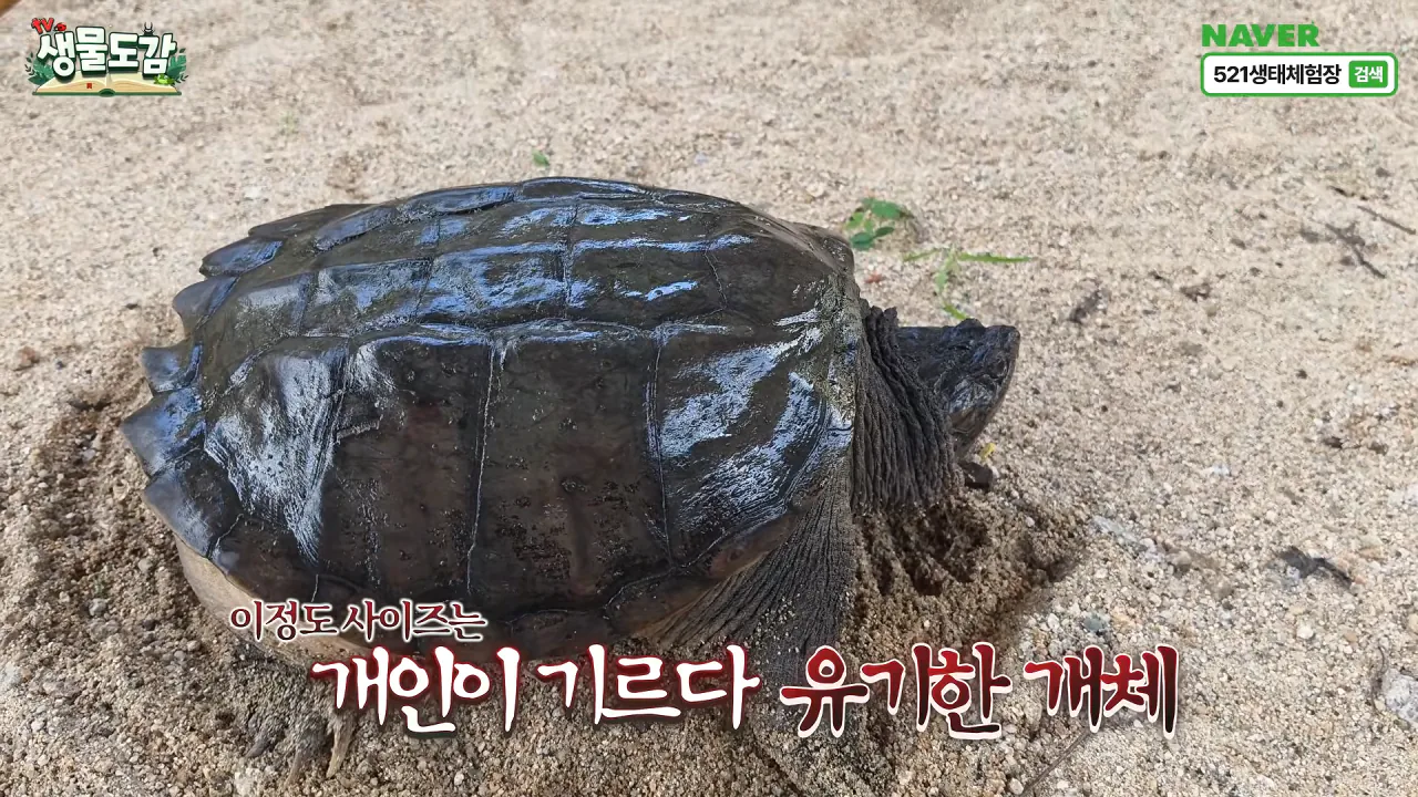10303624266_486616_2223ecfa979072cafe830f851c5db9ac.png.webp 얼마 전 서울에서 잡힌 역대급 늑대거북 ㄷㄷ