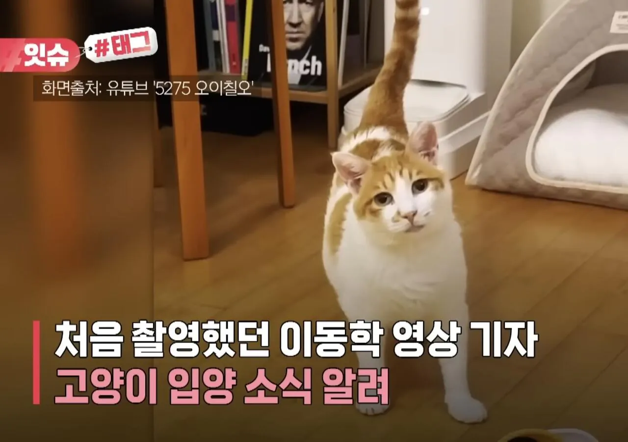 꽁꽁얼어붙은한강 고양이 근황