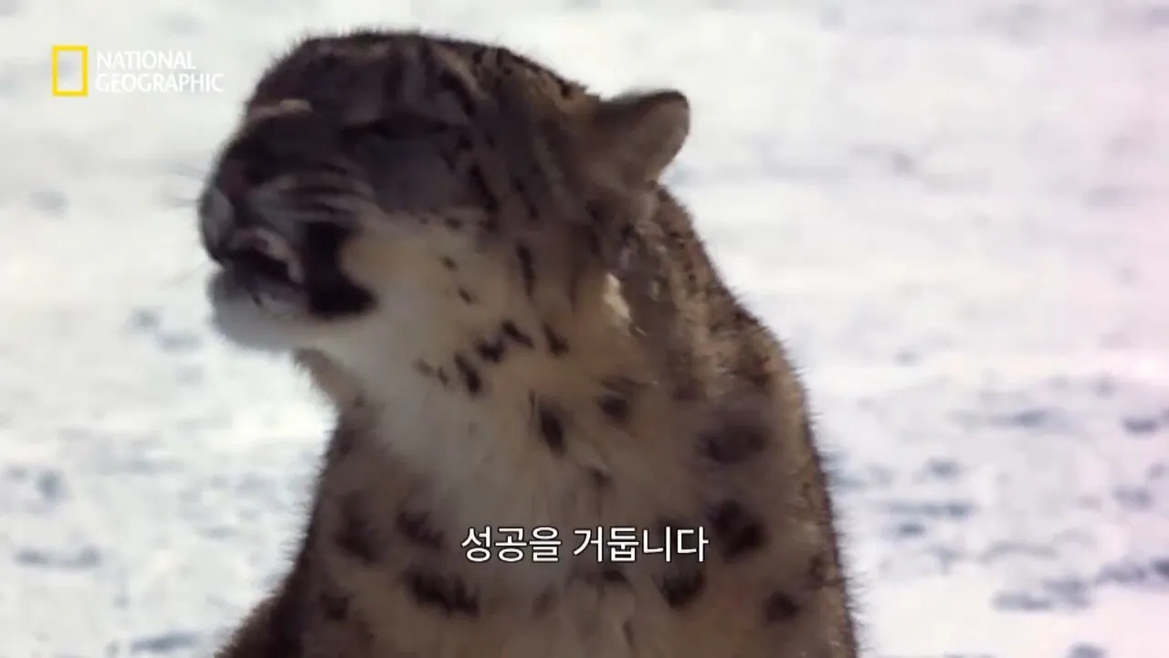 Internet_20260802_153513_2.jpeg 사냥 중 120m 절벽 아래로 떨어진 눈표범
