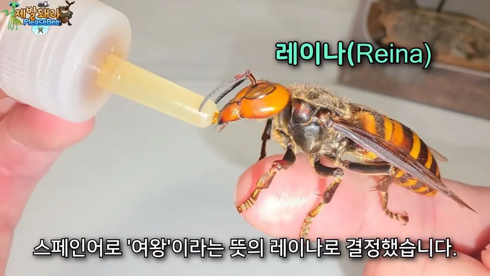 r26.jpg 장수말벌 여왕벌 크기