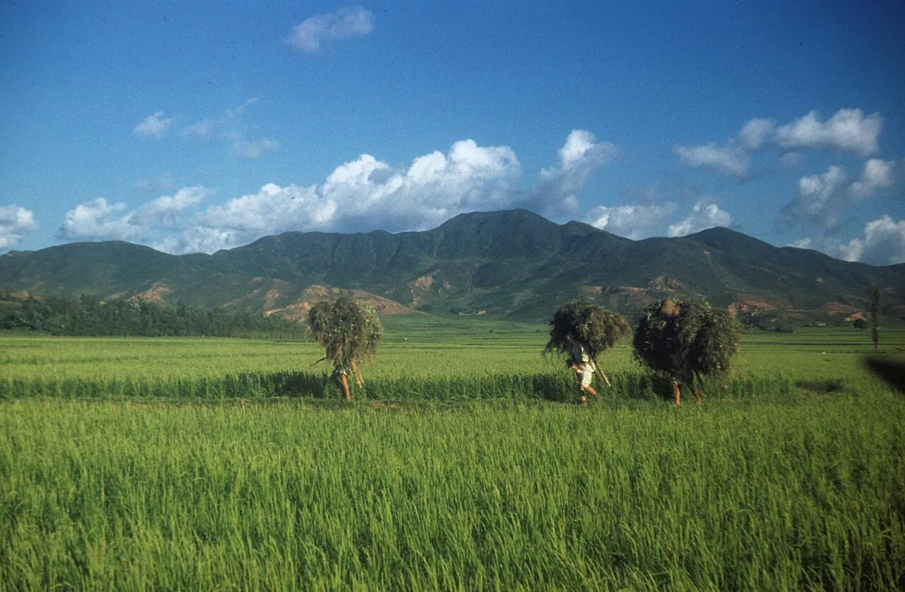 e_bringing-in-the-crops1952_15955201970_o.jpg 희귀사진(KOREA, 1952)