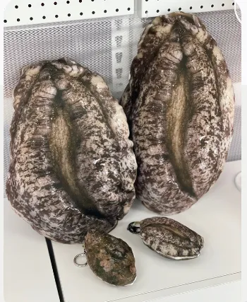 image.png 완도에 기부하면 주는 전복쿠션 ㅋㅋㅋㅋㅋㅋ.jpg 완도에 기부하면 주는 전복쿠션 ㅋㅋㅋㅋㅋ