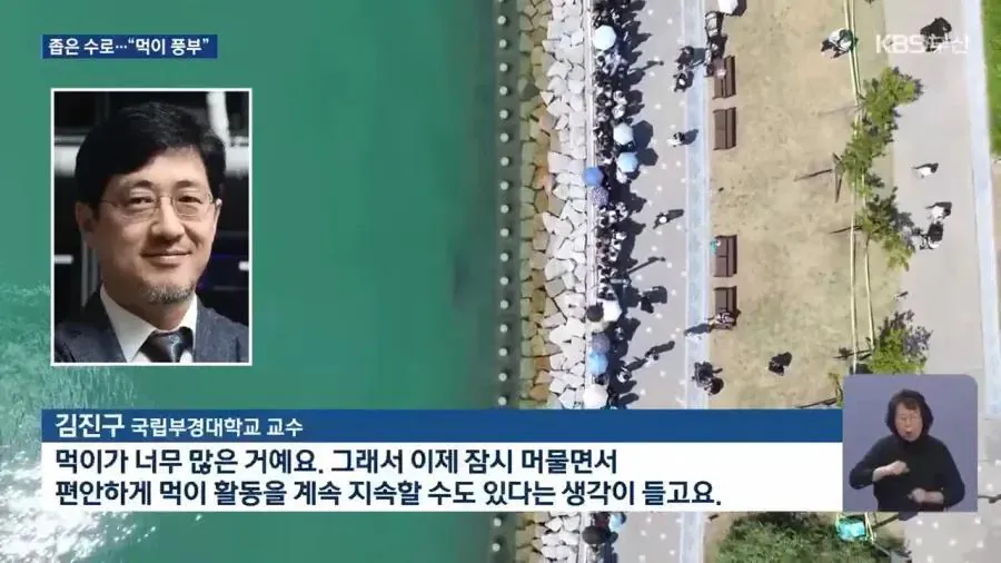 1.jpg 부산 상어 공무원들이 쫓아 내도 안 가는 이유