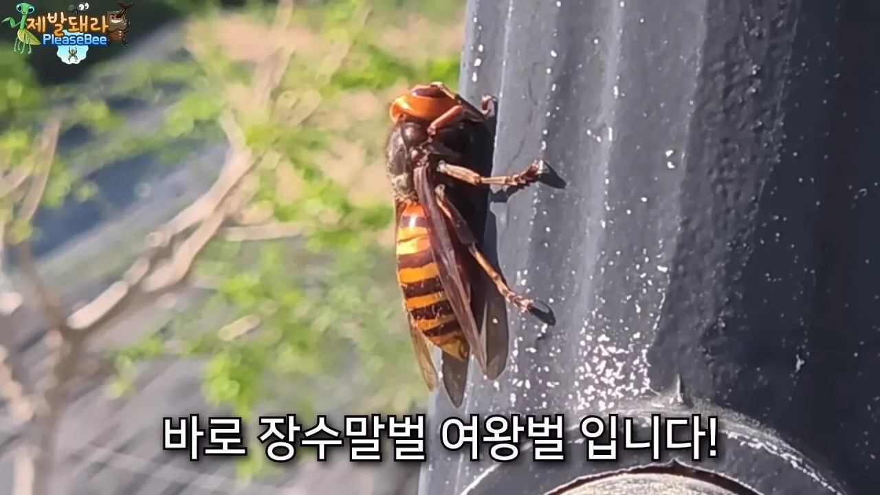 r2.jpg 장수말벌 여왕벌 크기