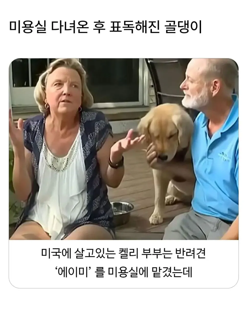 image.png 미용실 다녀온 후 표독해진 골댕이.jpg