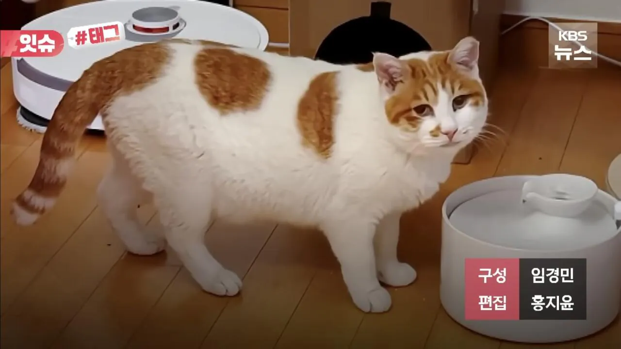 꽁꽁얼어붙은한강 고양이 근황