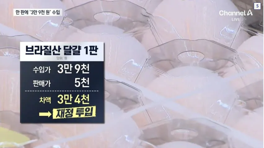 image.png 브라질 계란 수입 사태 근황 . jpg