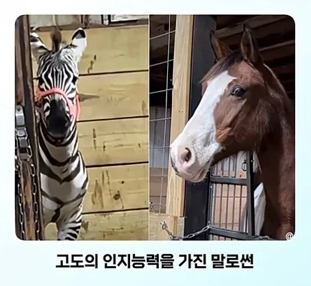 587c6496a5464dba751a2e44492a1598.webp 얼룩말 처음 본 말 반응
