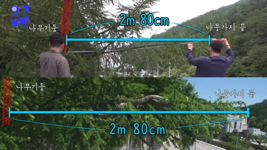 9ad9e4518a069fdcaaca0461445cf071.webp 한때 화재였던 태백산 대형 구렁이