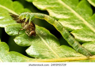 species-eupithecia-carnivorous-caterpillar-eating-260nw-2493955729.jpg ์ฝํ์ฃผ์) ์ก์์ ๋ฒ๋ ๊ฐ ์ฌ๋ฅํ๋๋ชจ์ต