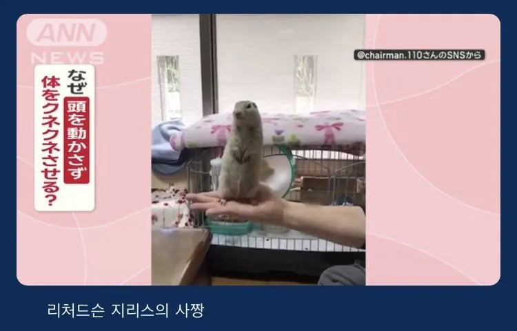너무 귀여워서 뉴스에 나온 다람쥐