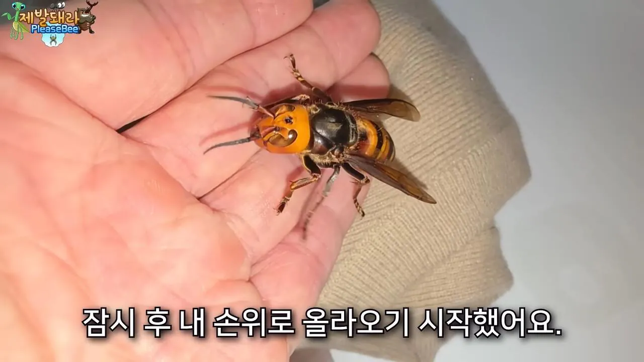 r17.jpg 장수말벌 여왕벌 크기