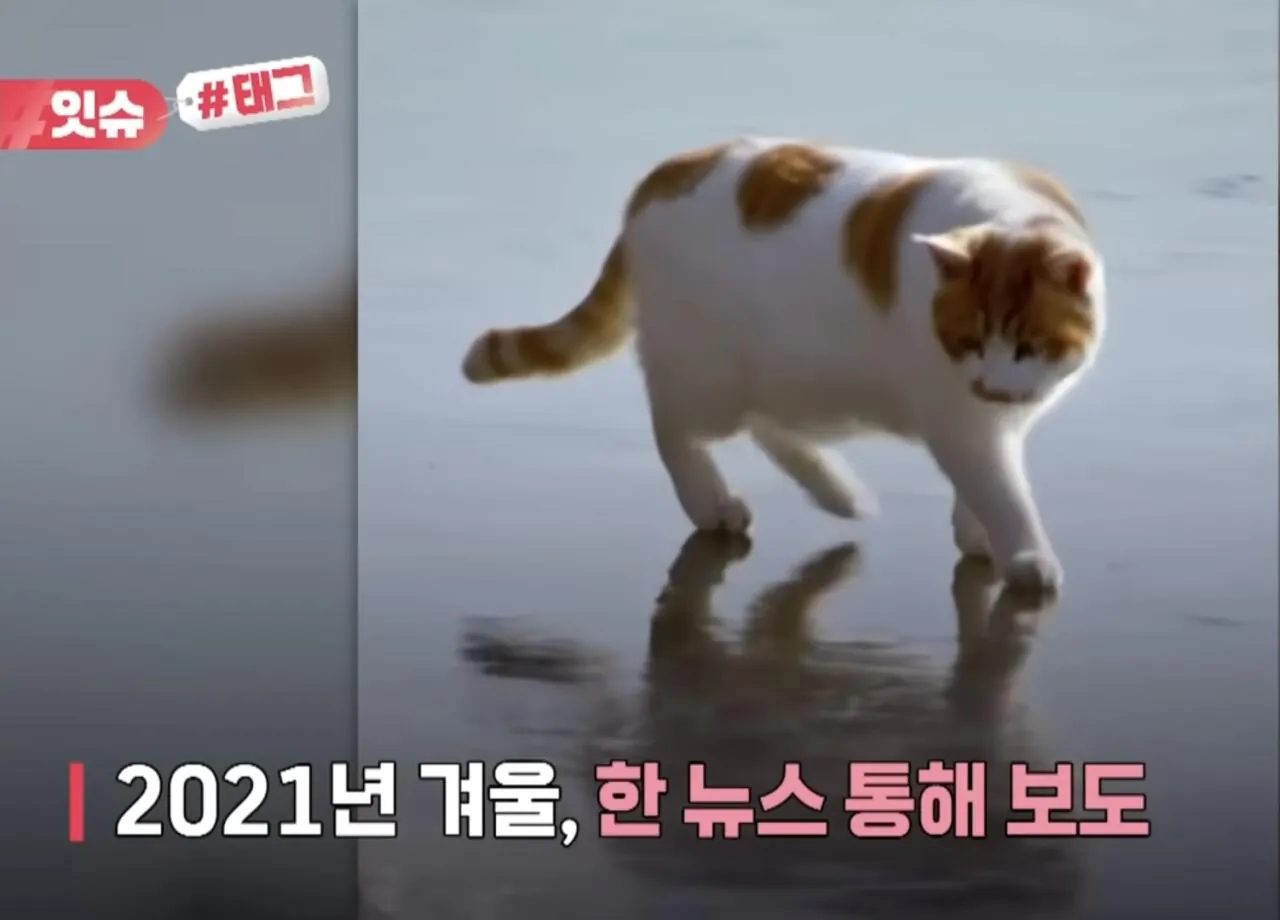 꽁꽁얼어붙은한강 고양이 근황