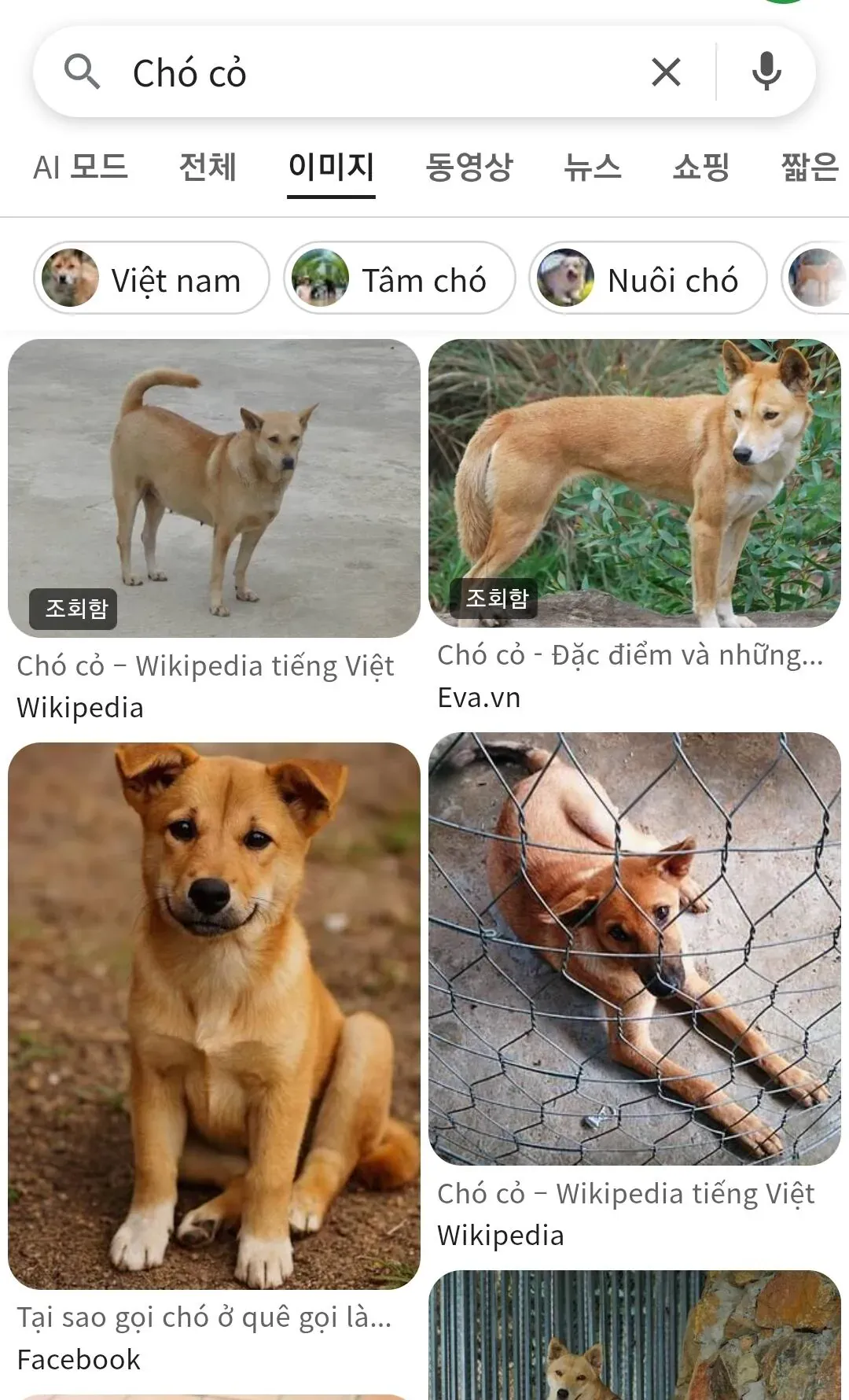 포도) 포텐 진돗개 전력질주 개는 배트남 똥개다.