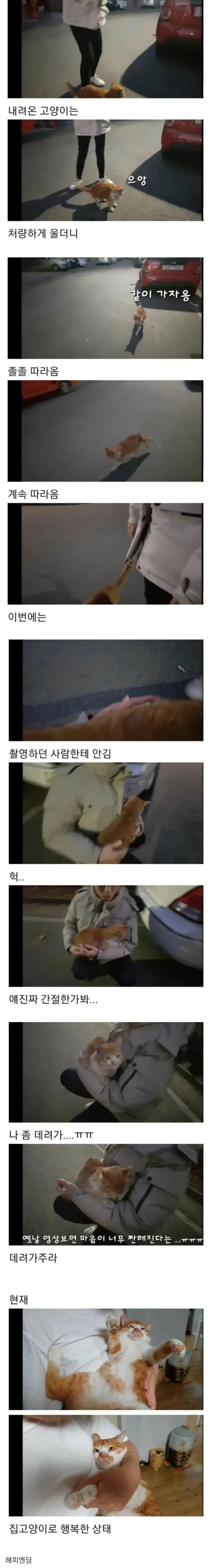 thumb_crop_resize (1).webp.ren (2).jpg 키워달라고 애원하는 고양이.jpg