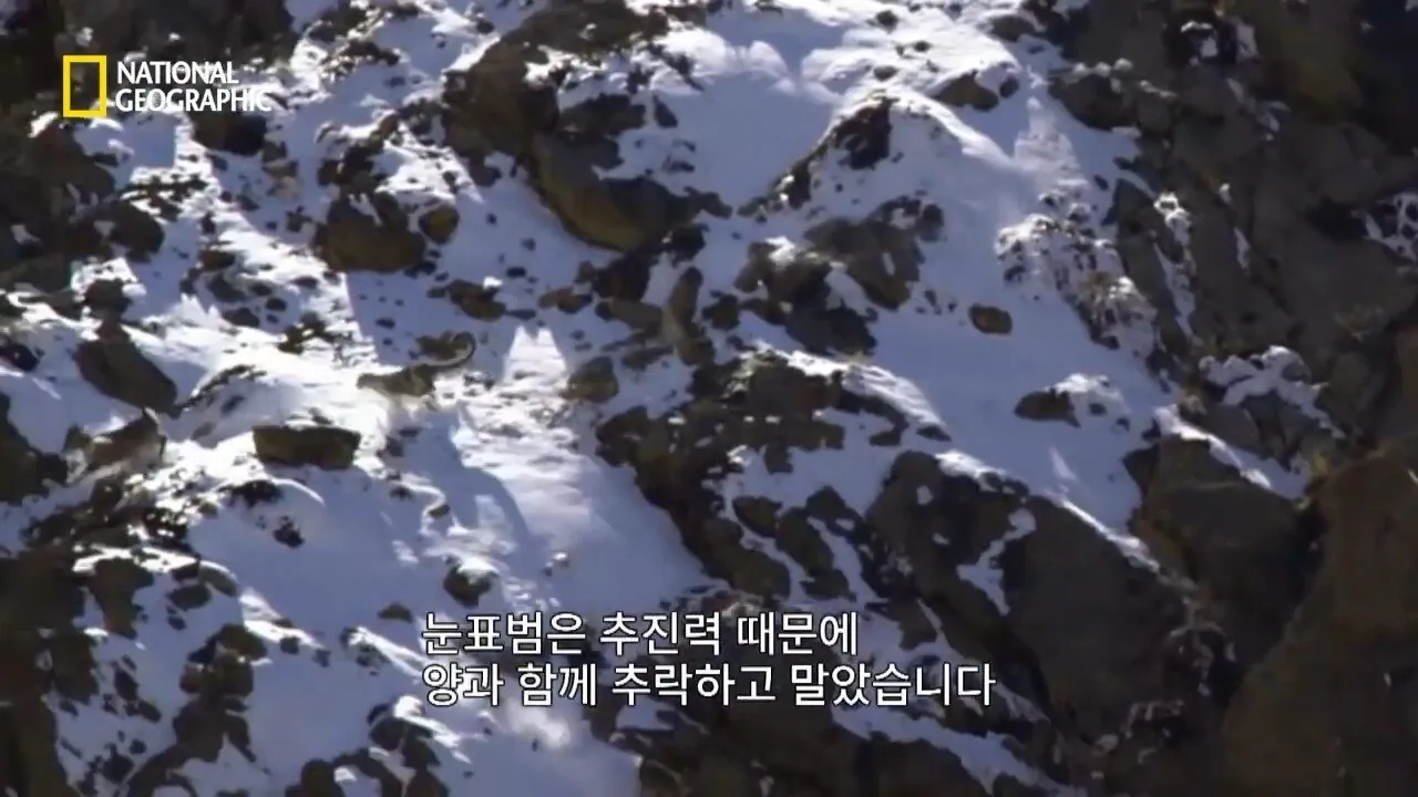 Internet_20260802_153513_19.jpeg 사냥 중 120m 절벽 아래로 떨어진 눈표범