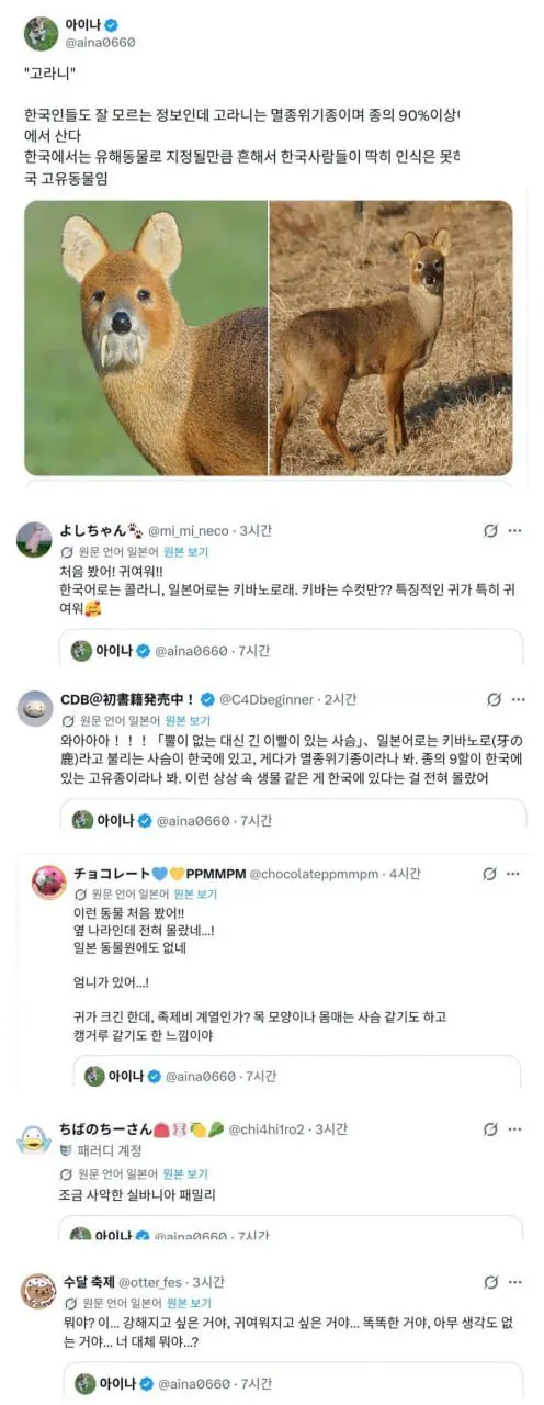 34.jpg 고라니 처음본 일본인들 반응 ㅎㅎㅎ