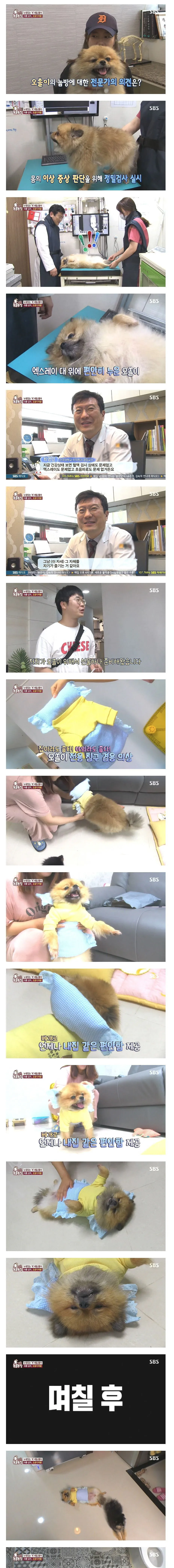 image.png 그냥 누웠음 강아지.jpg