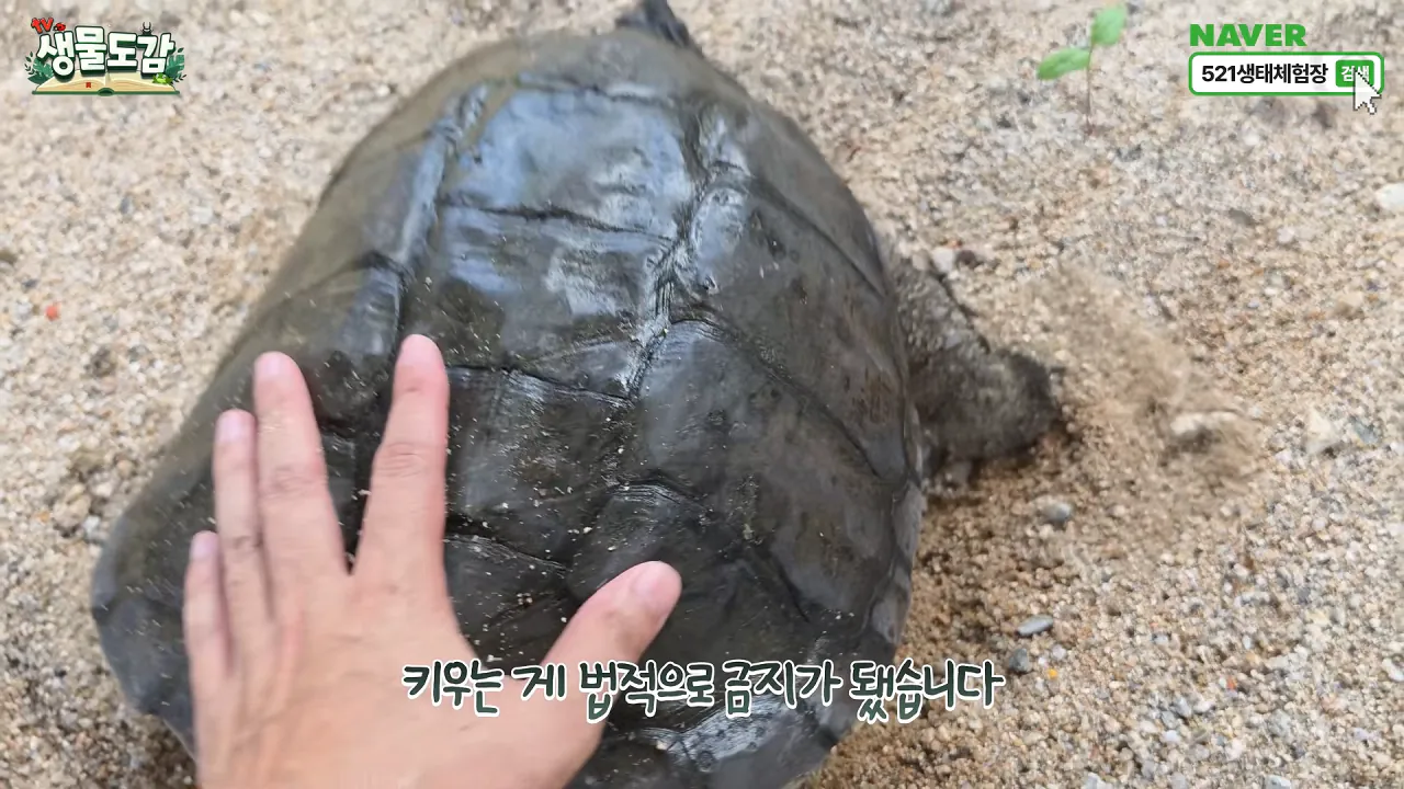 10303624266_486616_9551817ec68bee56320fb2ea4f05f8aa.png.webp 얼마 전 서울에서 잡힌 역대급 늑대거북 ㄷㄷ