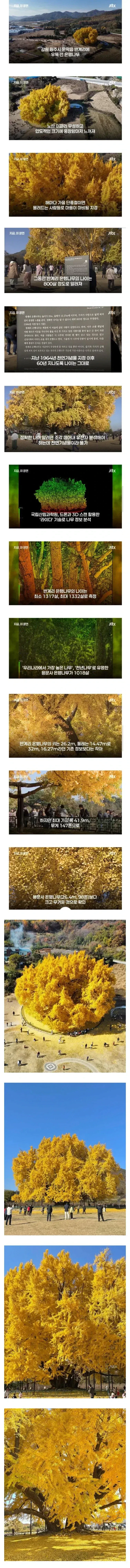 IMG_4061.webp 800살이라고 화제였던 은행나무 거짓으로 밝혀짐