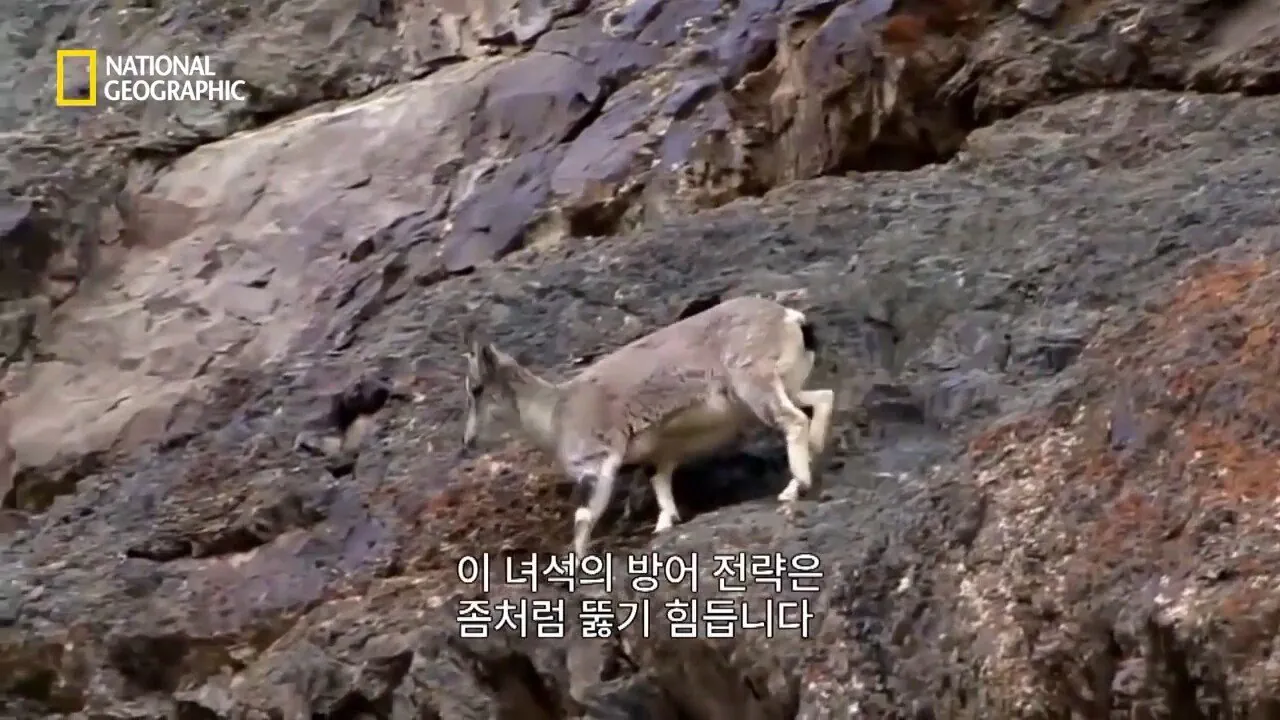 Internet_20260802_153513_10.jpeg 사냥 중 120m 절벽 아래로 떨어진 눈표범