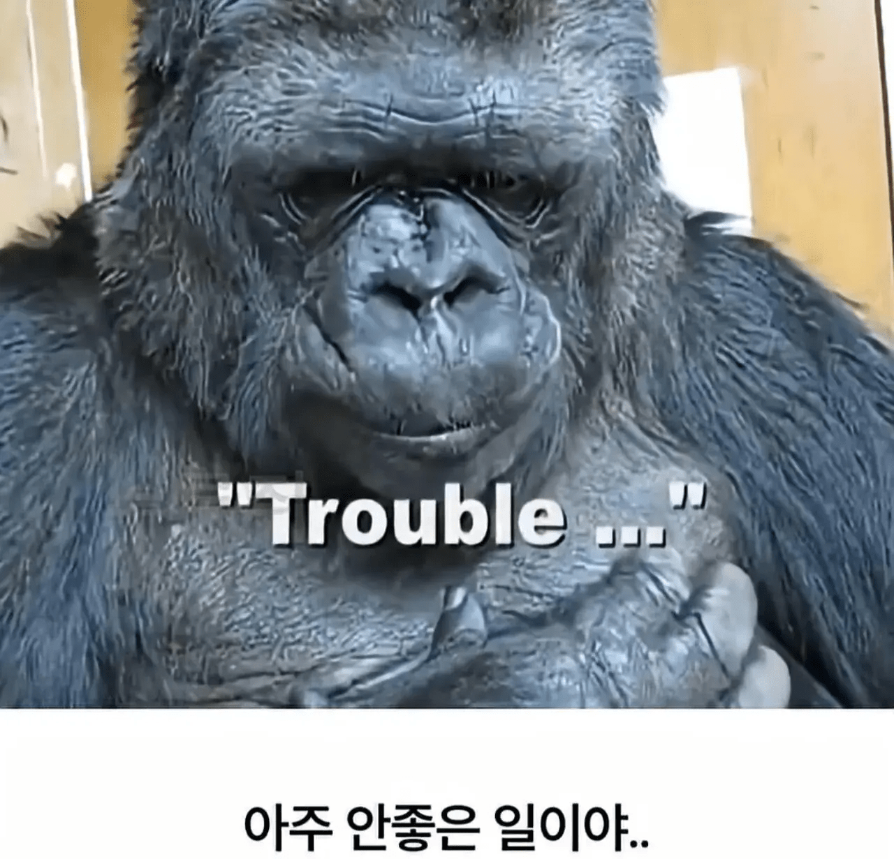 image.png ์ธ๊ณ ์ต์ด๋ก ์์ด๋ฅผ ์ด์ฉํด ์ธ๊ฐ๊ณผ์ ๋ํ์ ์ฑ๊ณตํ ๊ณ ๋ฆด๋ผ.jpg