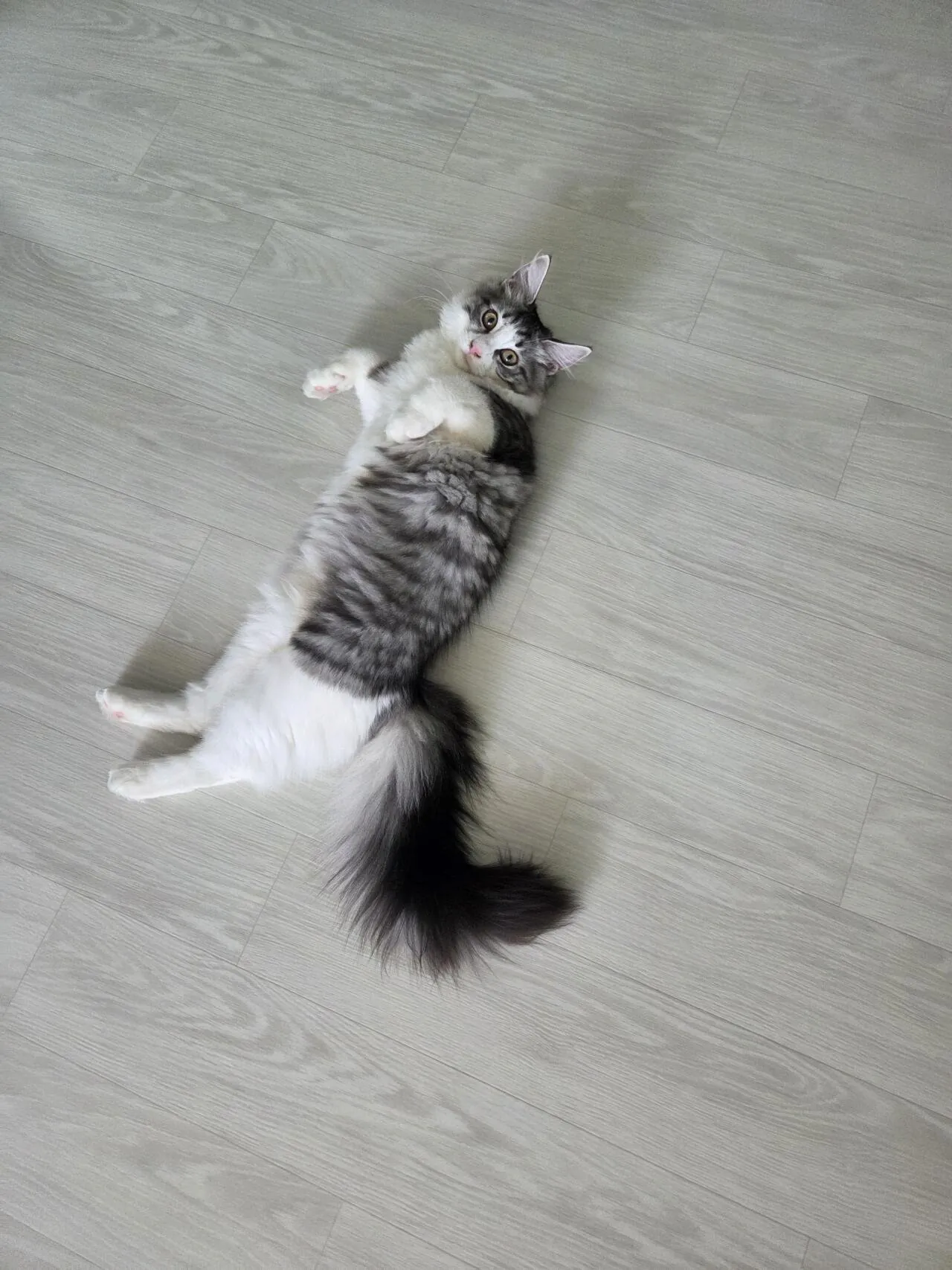20260923_090020.jpg 커튼 사이로 날 쳐다보는 눈의 정체..