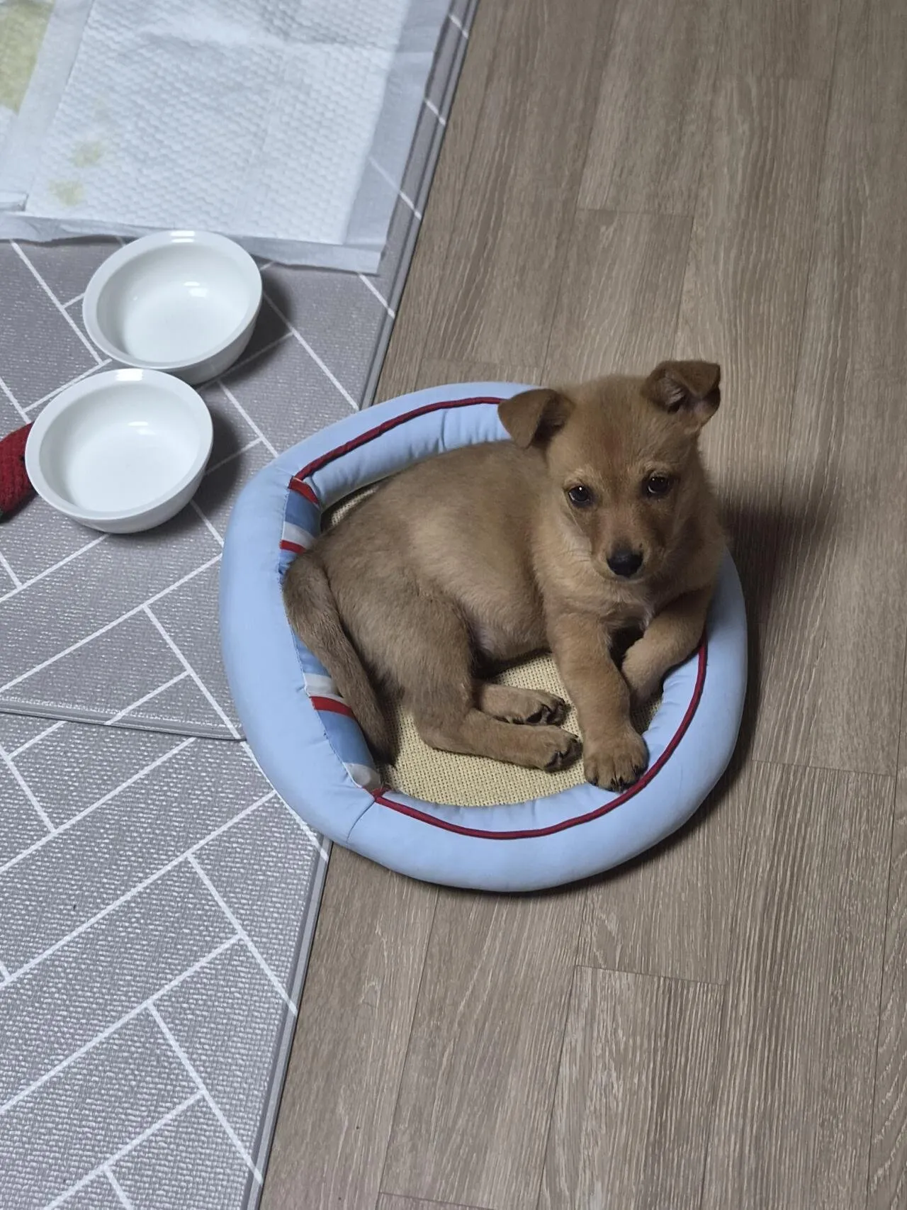 우리 강아지 잔꾀 쓰는 거 ㅈㄴ 웃기네