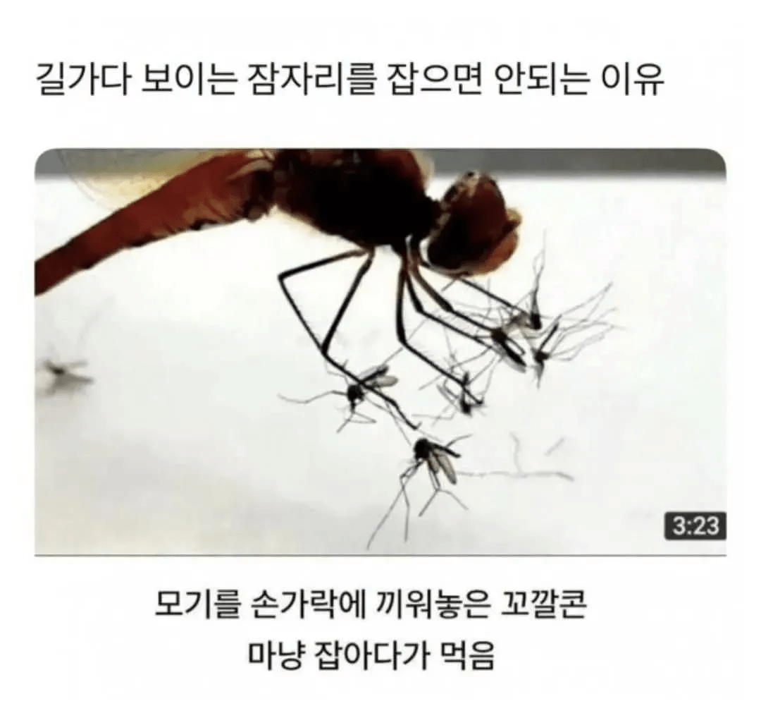 image.png 사실상 완전생물인 고공의 도살자
