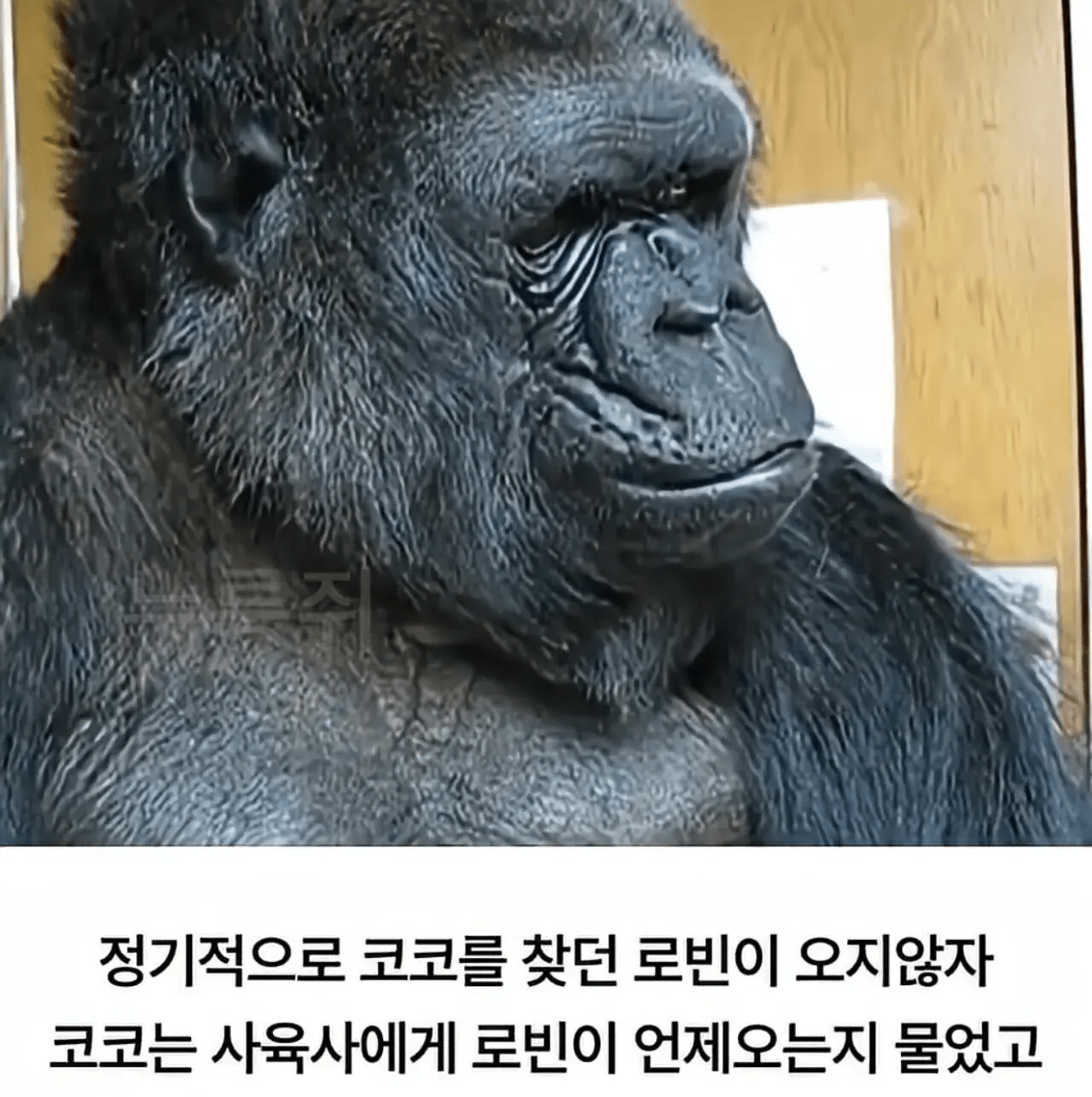 image.png ์ธ๊ณ ์ต์ด๋ก ์์ด๋ฅผ ์ด์ฉํด ์ธ๊ฐ๊ณผ์ ๋ํ์ ์ฑ๊ณตํ ๊ณ ๋ฆด๋ผ.jpg