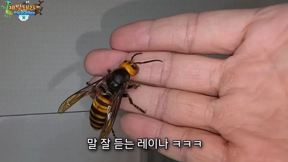 r27.jpg 장수말벌 여왕벌 크기