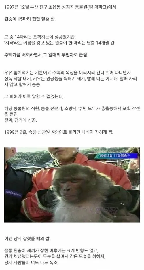 30년전 원숭이 탈출사건