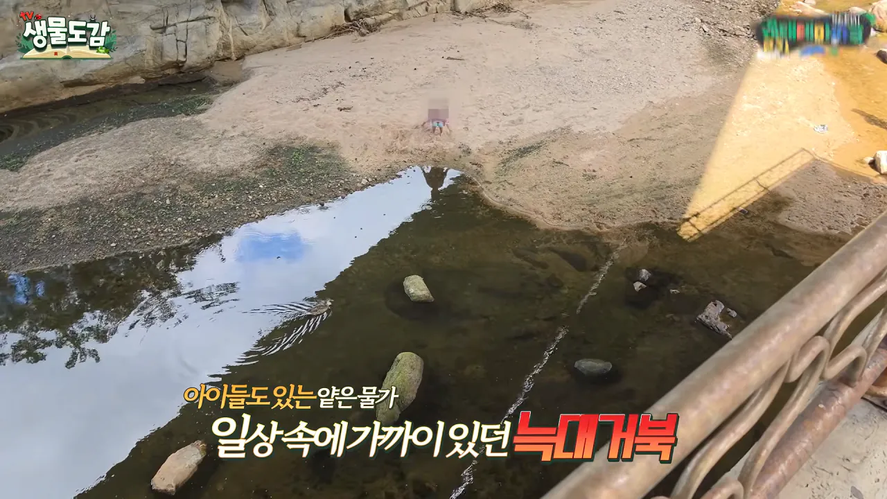 10303624266_486616_5102146fa99972fd3d2a4c3296b84759.png.webp 얼마 전 서울에서 잡힌 역대급 늑대거북 ㄷㄷ