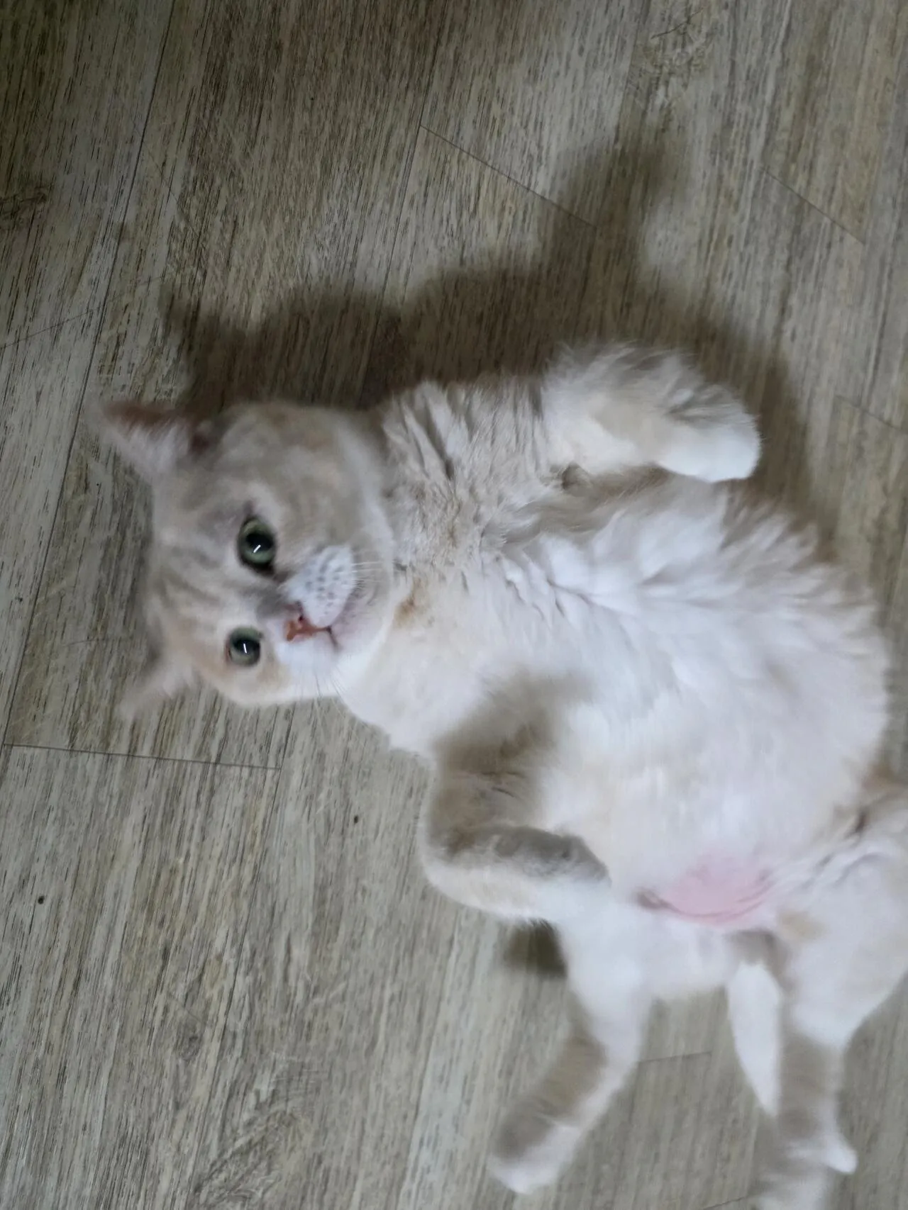 우리 애기들 귀엽나용??