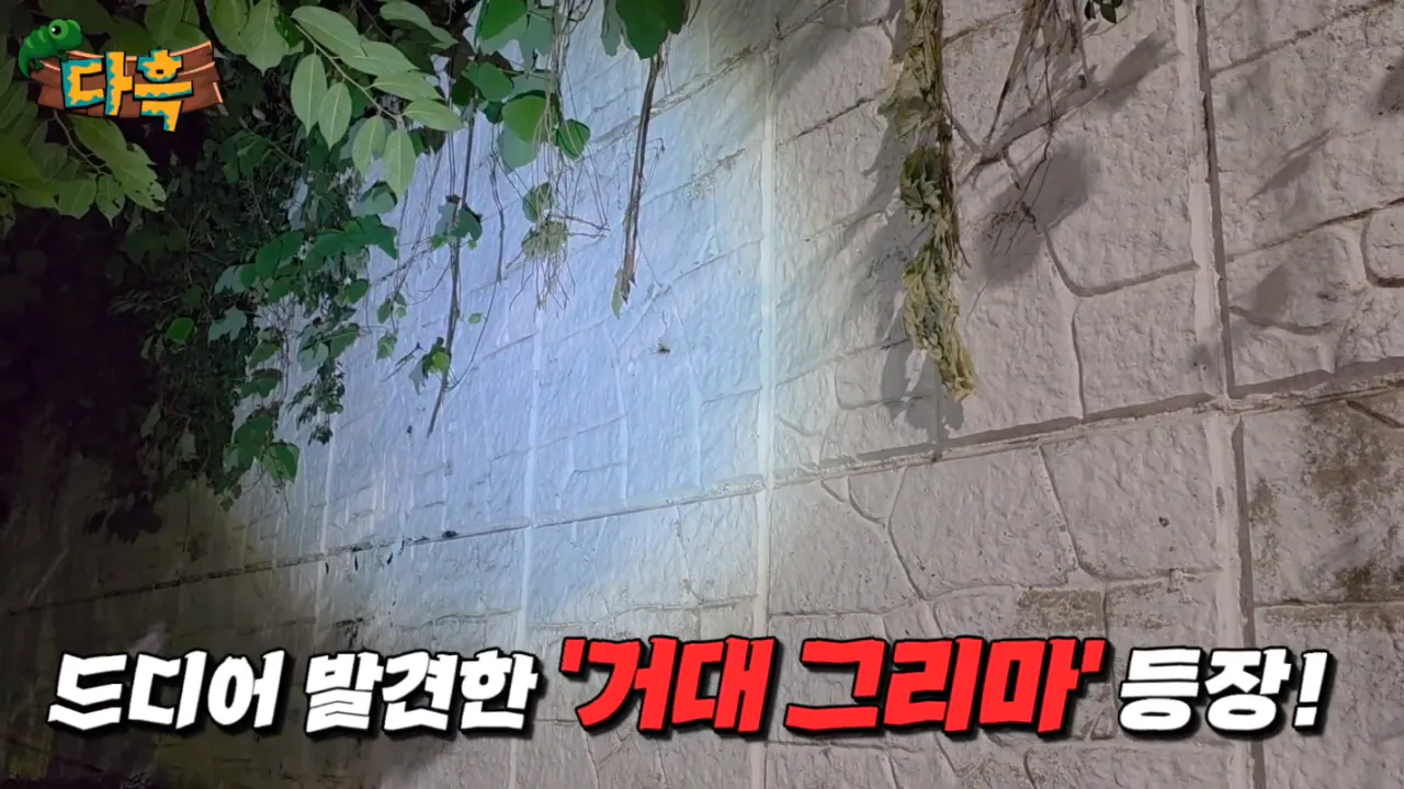 a15138c34932fdb28bc1bb9f290d56a0.png (약혐) 최근 부산에 자생한다는 거대돈벌레 ㄷㄷ