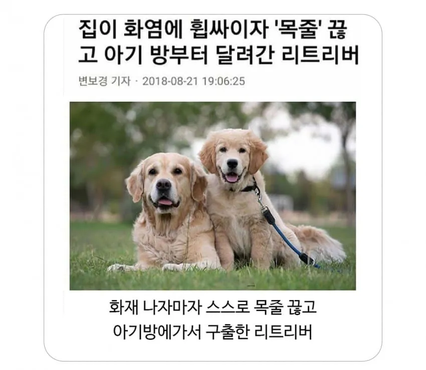 1.png 집 화재 났을때 반려동물 반응.jpg