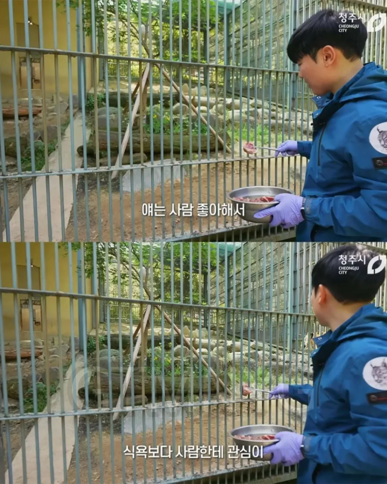 image.png 사람 좋아하던 청주동물원 호랑이 이호.jpg