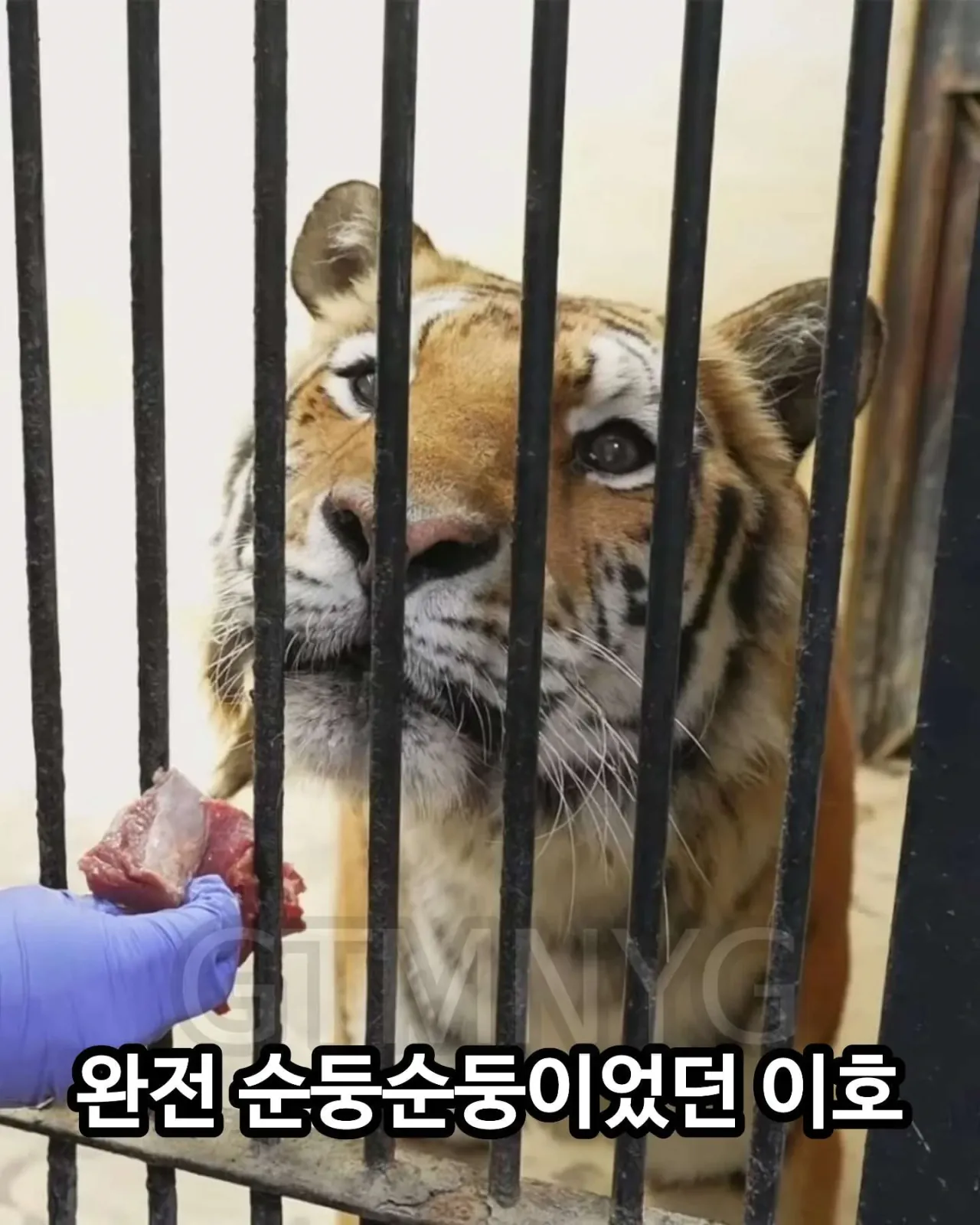 image.png 사람 좋아하던 청주동물원 호랑이 이호.jpg