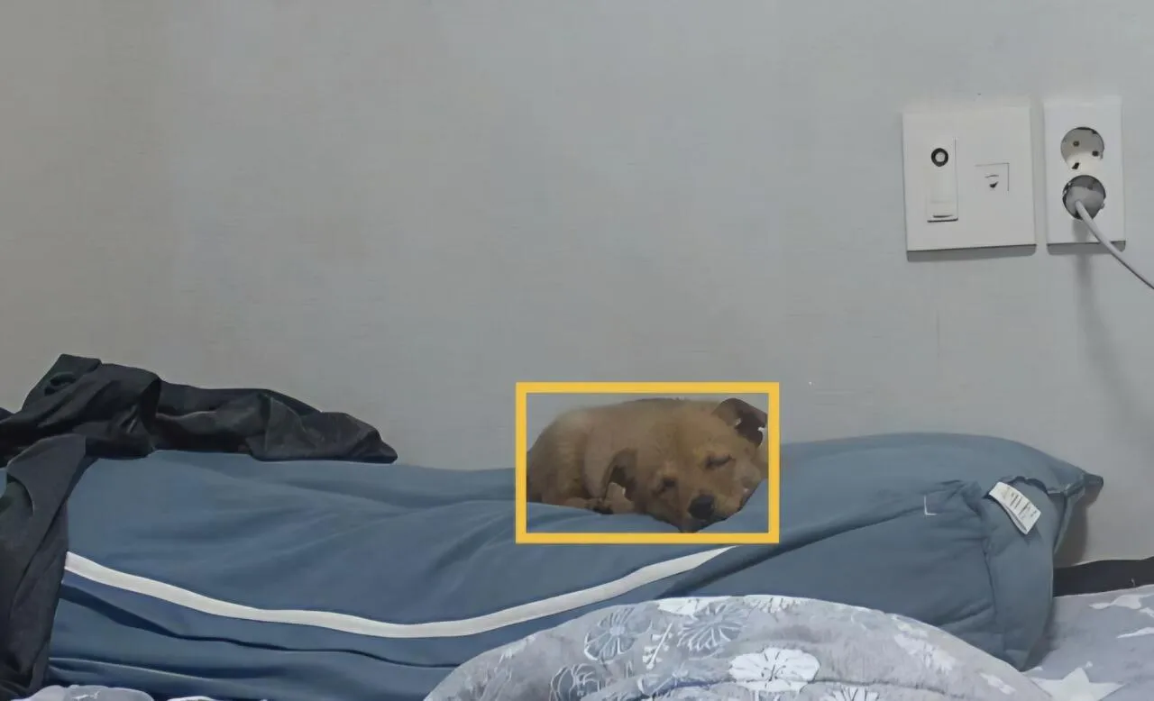 우리 강아지 잔꾀 쓰는 거 ㅈㄴ 웃기네
