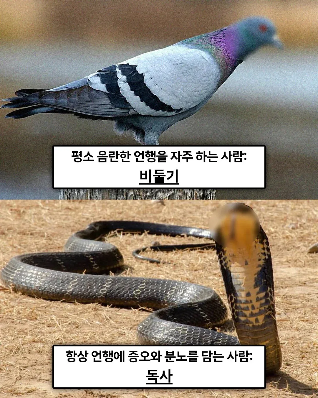 4583915d2e3646124400614cd0e4b60c.webp 불교 경전에 적혀있는 '죄 지었을때 다음생에 태어나게 될 동물'