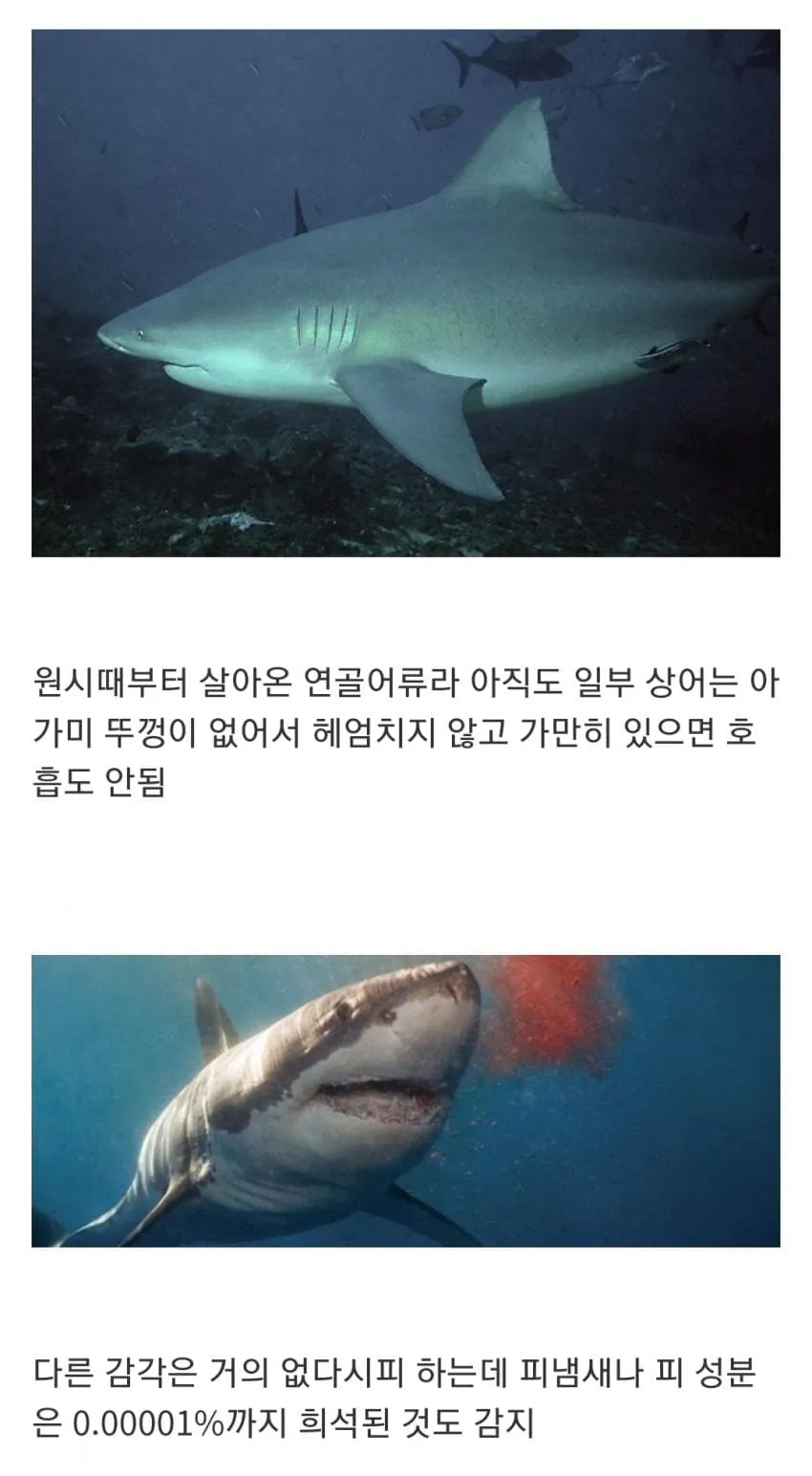 1790513744.jpg 인지도는 최고 수준인데 정작 알려진 건 거의 없는 생물